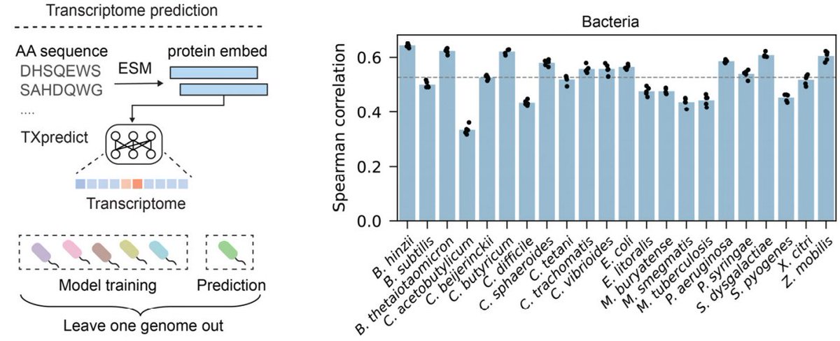 Bin Shao (@shaobin_phy) on Twitter photo Our model leverages information learned from ESM2 model and basic protein statistics to predict genome-wide gene expression. It achieves an average Spearman correlation of 0.53 in predicting gene expression for bacterial genomes that are not in the training dataset: Our model leverages information learned from ESM2 model and basic protein statistics to predict genome-wide gene expression. It achieves an average Spearman correlation of 0.53 in predicting gene expression for bacterial genomes that are not in the training dataset: