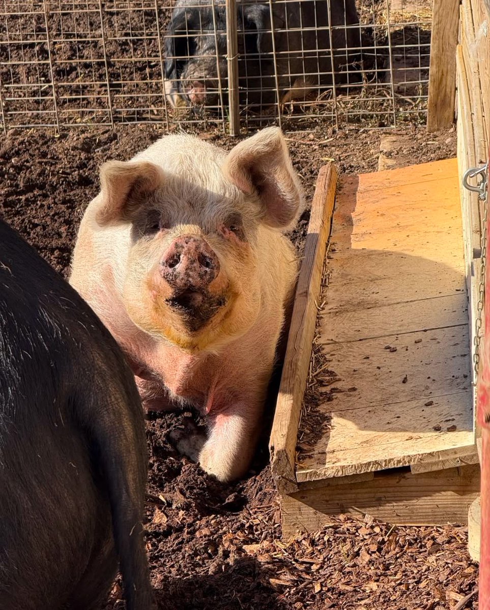 BarnSanctuary's tweet photo. #SaturdaySnoot ๐ฝ https://t.co/EZLsVyzVr7