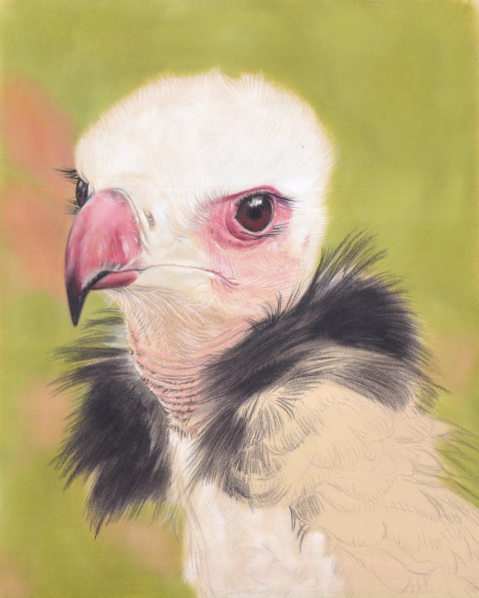 AnnemiekesArt's tweet photo. Work in progress. Pipo the White-headed vulture.
Work on the collar now, face is nearly finished apart from the neck.
Coloured pencils on Pastelmat, pan pastel background. A4 sized, from my own photo.
#lovevultures
#trigonocepsoccipitalis https://t.co/stnVYtZYU7