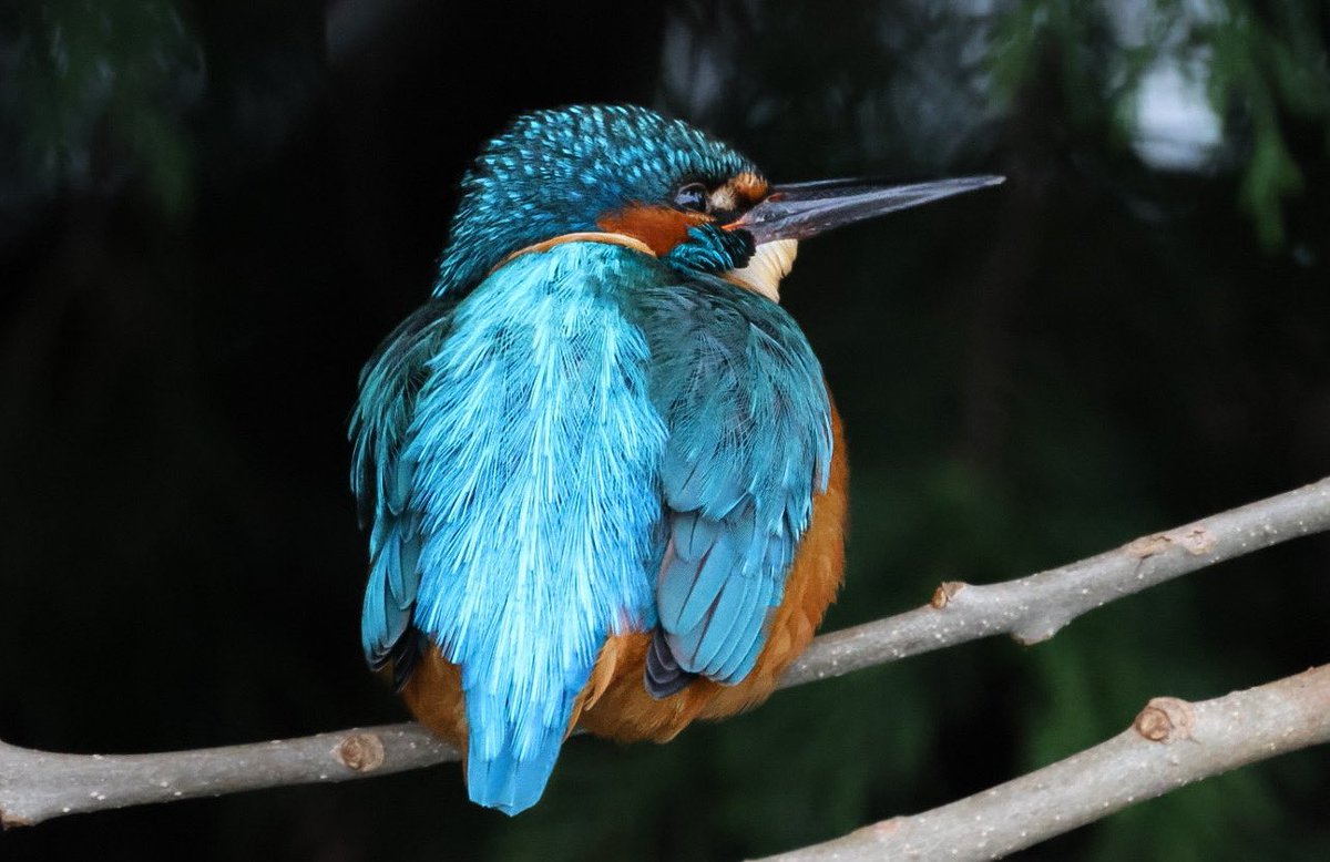 🐻Nature&wildlife 🦔 tweet media