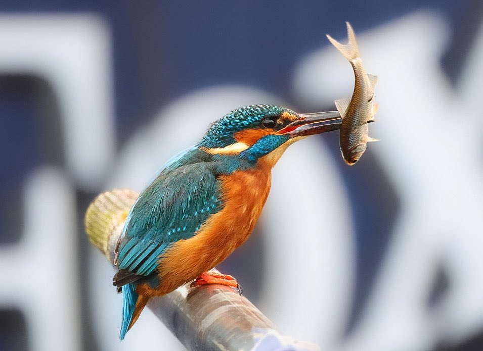 🐻Nature&wildlife 🦔 tweet media