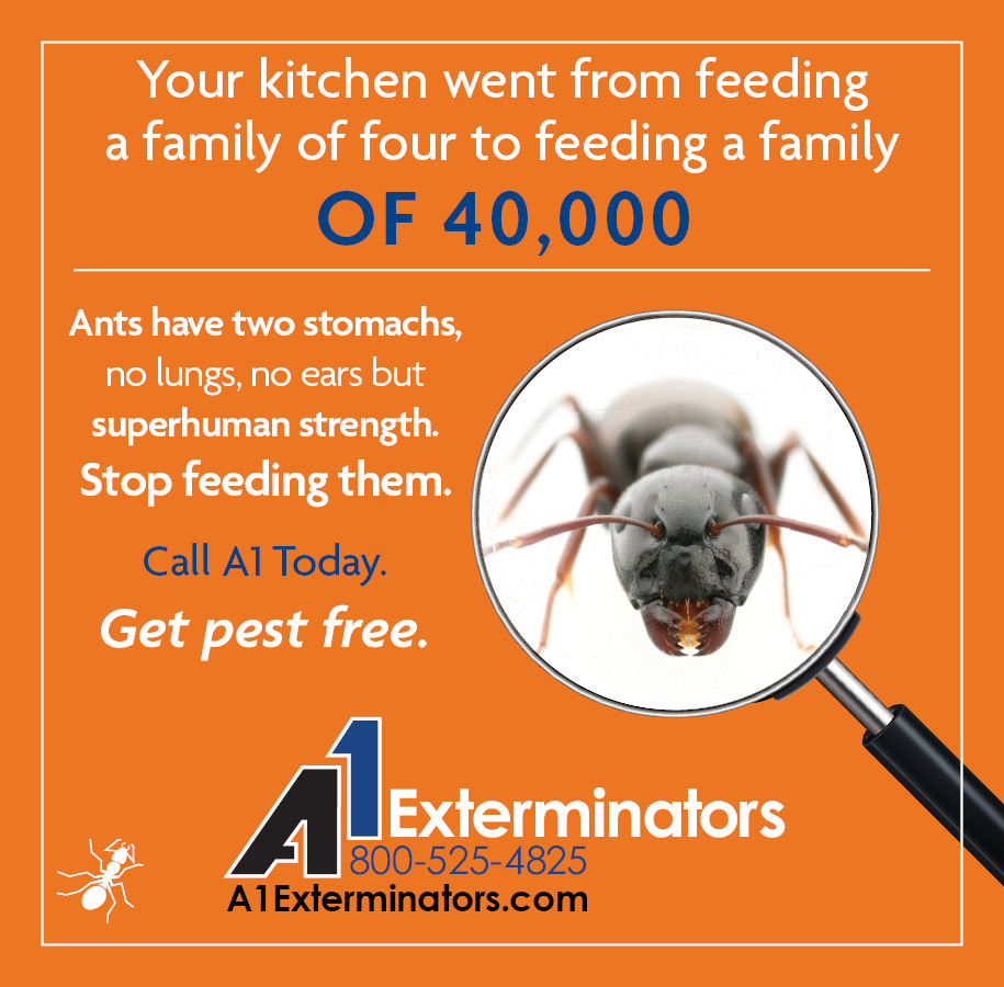 A1Exterminators's tweet image. 🐜 Pavement Ants in Winter 🐜
Pavement ants slow down in winter but stay active indoors, searching for food and shelter. Seal cracks and store food properly to keep them out and prevent an infestation! #a1exterminators #pestcontrol #pavementantcontrol a1exterminators.com/controlling-pa…