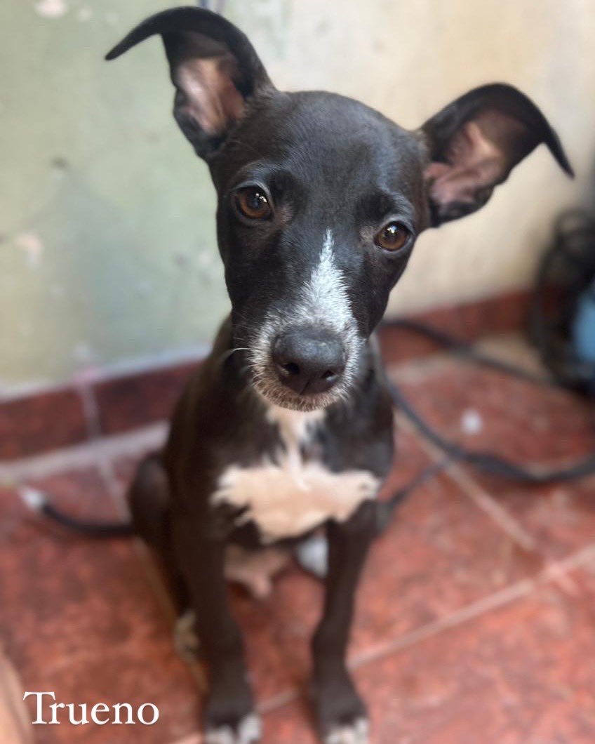 Proyecto 4 Patas tweet media