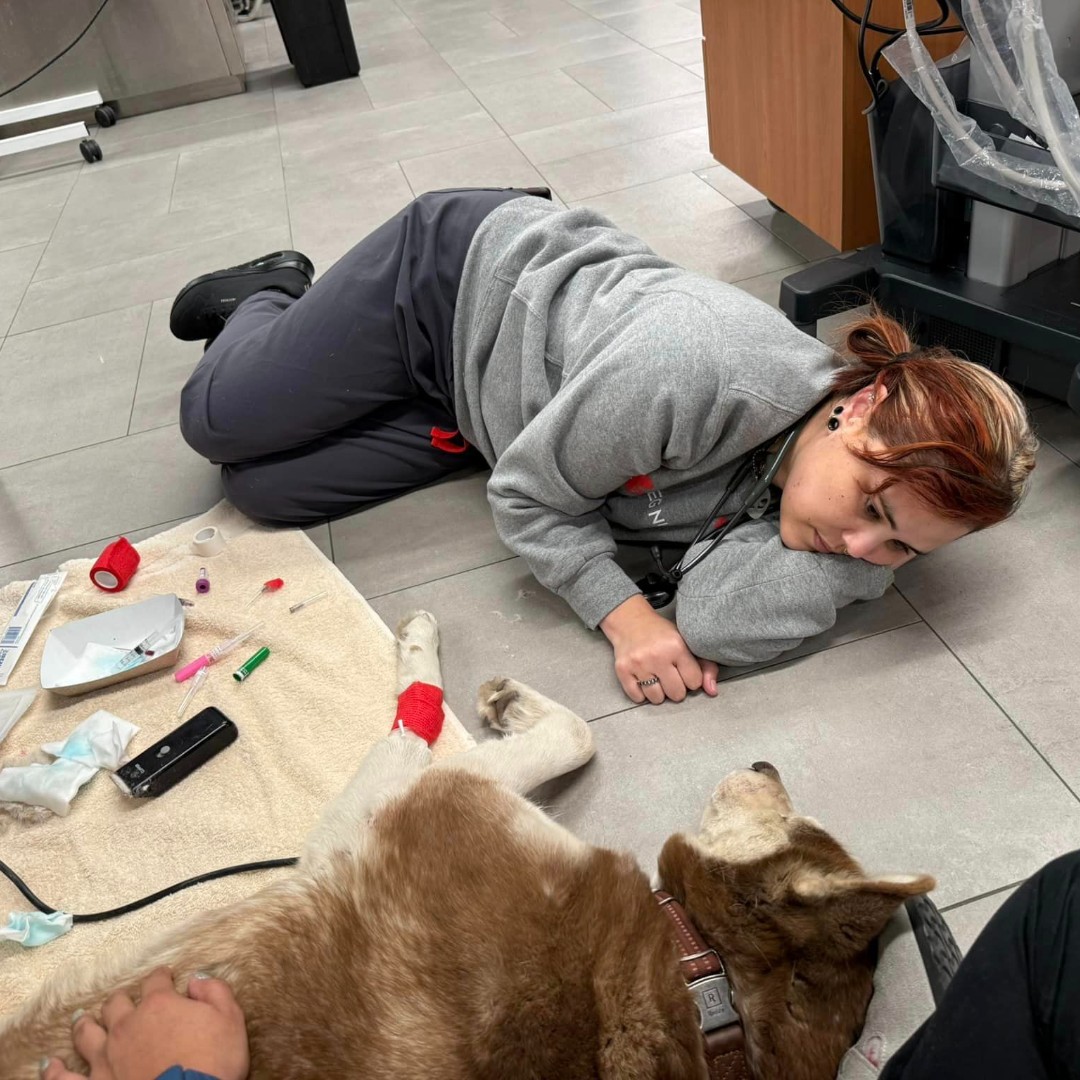 VEGERforpets's tweet image. Caption this 💭 while we sit, or lay on the floor where your pet is most comfortable. 🥰

#VEGolution #pethospital #petcare