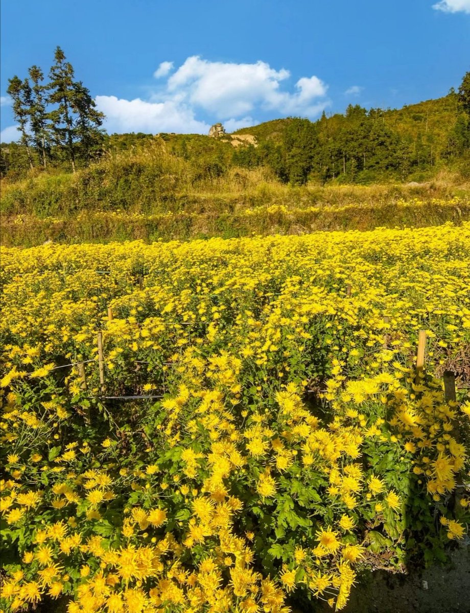 上联：东篱采菊寻诗意
下联你怎么对？