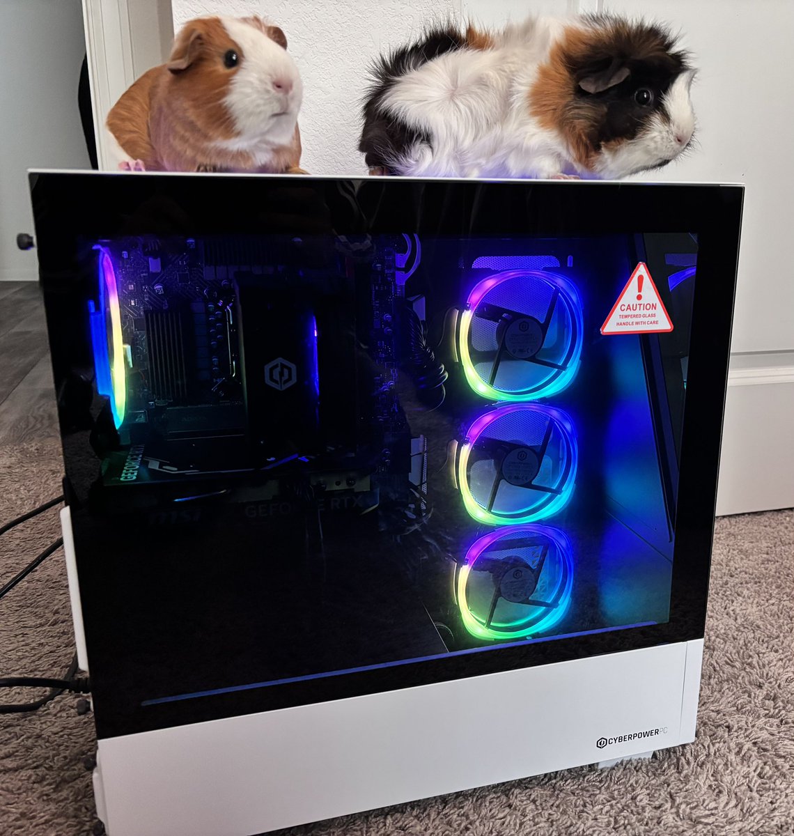 Bunnylama tweet media