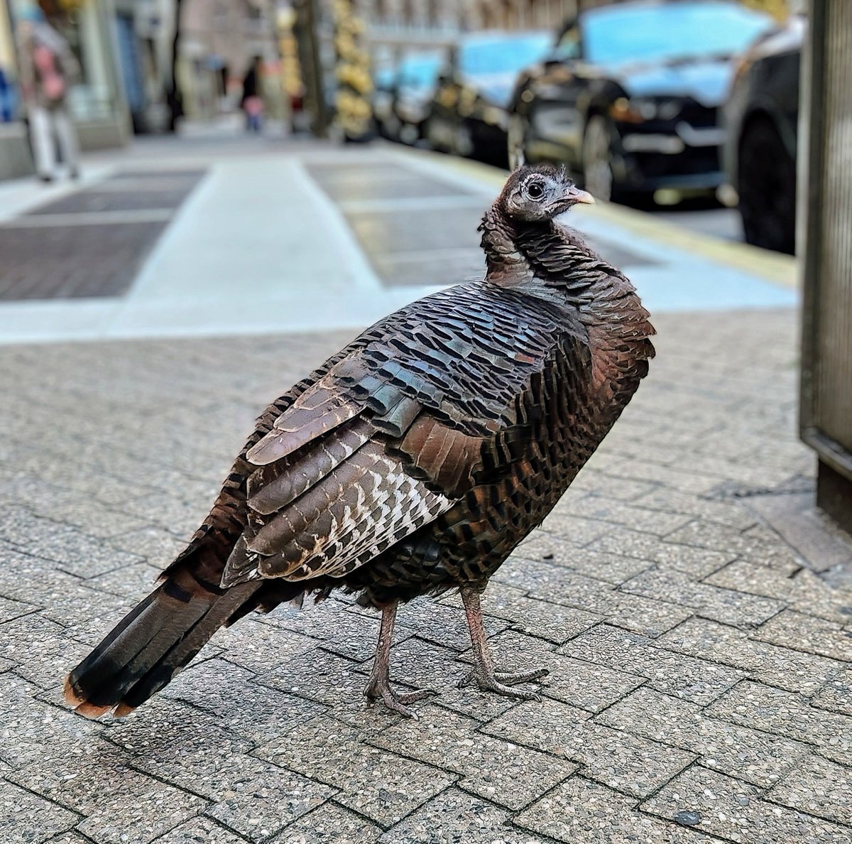 Manhattan Bird Alert tweet media