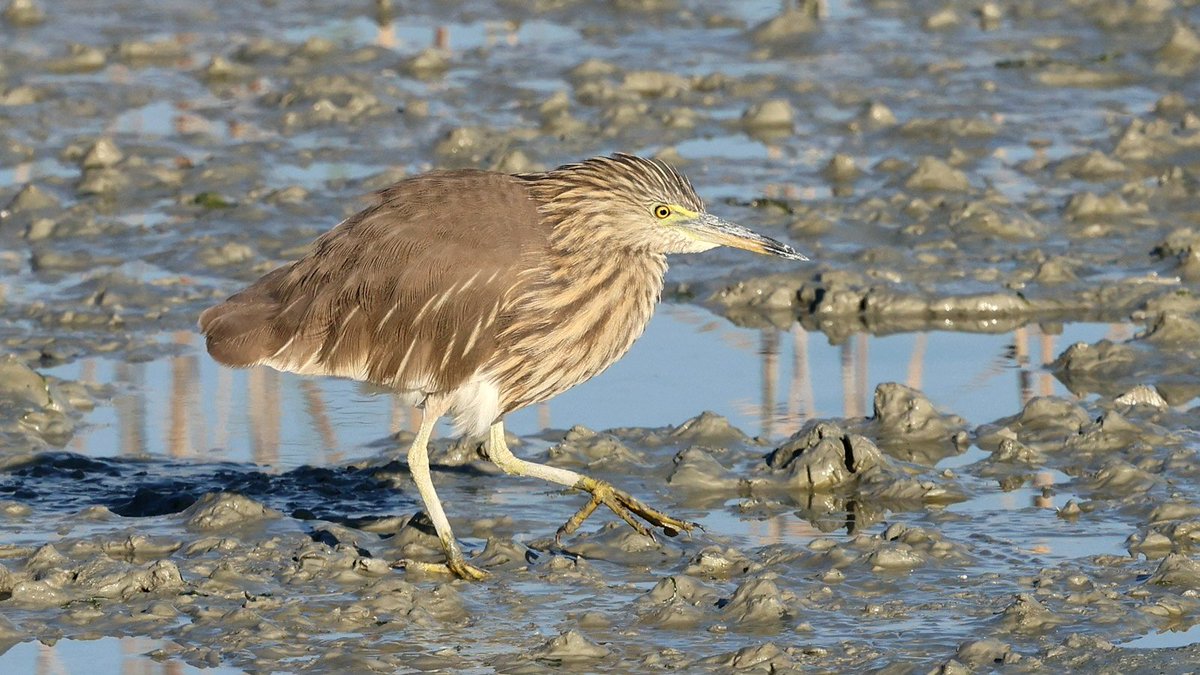 DaveRead18's tweet image. What a way to start a trip, day 1 of birding in Kuwait, and managed to catch up with this mega. Only the 3rd Indian Pond Heron for the WP.