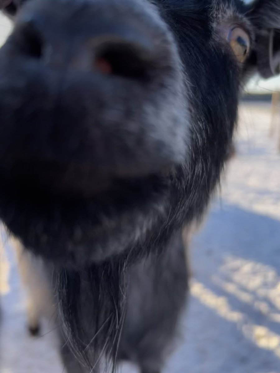 Eldstunga tweet media