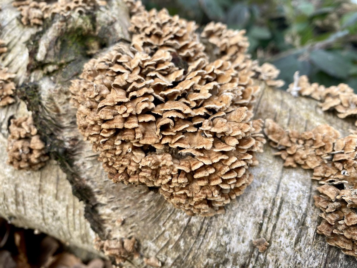 HellingtonBoots's tweet image. Grateful to be within walking distance of my parents’ house - and very lucky that there are some lovely ways to get there!
#LegsAndLaces 
#SaturdayStiles 
#TrigPoint