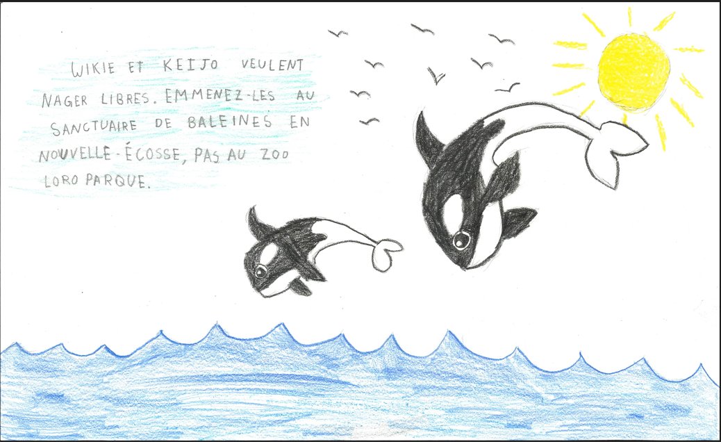 bayviewglenps1's tweet image. Our junior students have created media posters to support Wikie &amp;amp; Keijo, two orcas in France, to hopefully be retired to the Whale Sanctuary in Nova Scotia.  Read their heartfelt messages. @onevoiceanimal @Whale_Sanctuary @ZoocheckCanada @AnimalJustice