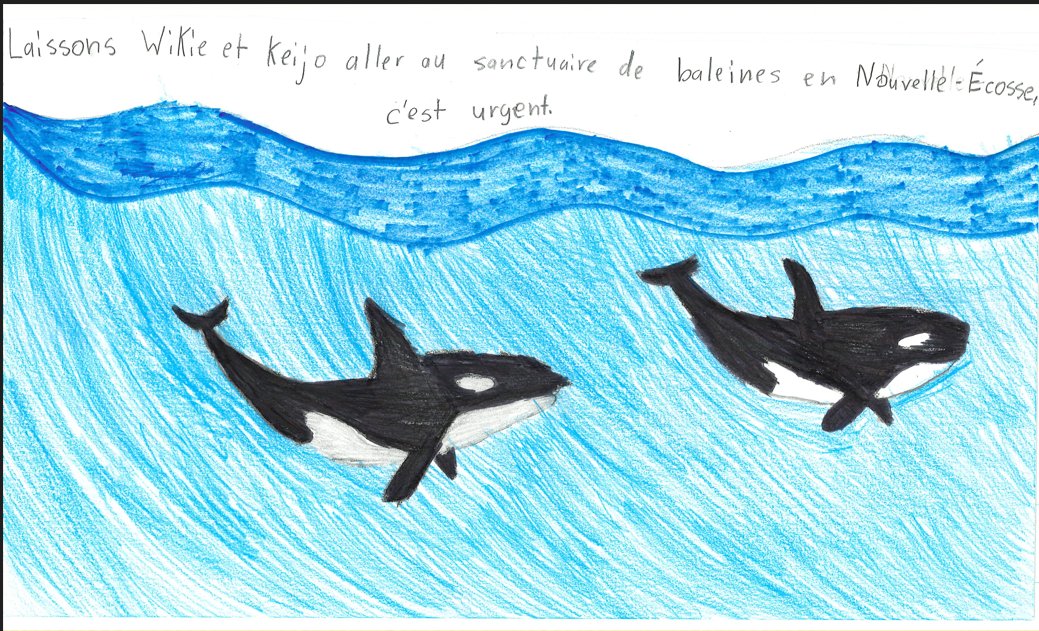 bayviewglenps1's tweet image. Our junior students have created media posters to support Wikie &amp;amp; Keijo, two orcas in France, to hopefully be retired to the Whale Sanctuary in Nova Scotia.  Read their heartfelt messages. @onevoiceanimal @Whale_Sanctuary @ZoocheckCanada @AnimalJustice