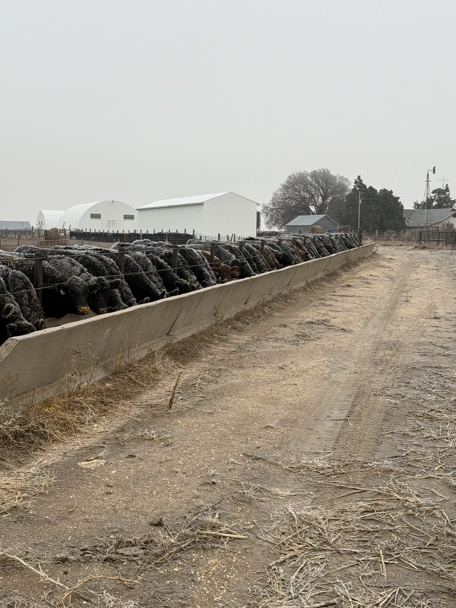 It’s always a pretty view to have calves lined up with frost on their backs. They were definitely hungry this morning.