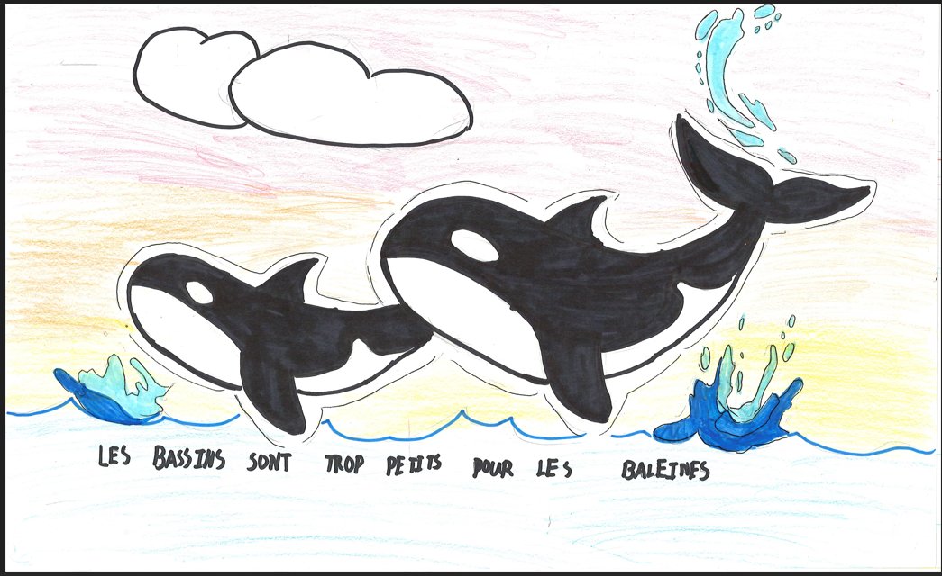 bayviewglenps1's tweet image. Our junior students have created media posters to support Wikie &amp;amp; Keijo, two orcas in France, to hopefully be retired to the Whale Sanctuary in Nova Scotia.  Read their heartfelt messages. @onevoiceanimal @Whale_Sanctuary @ZoocheckCanada @AnimalJustice