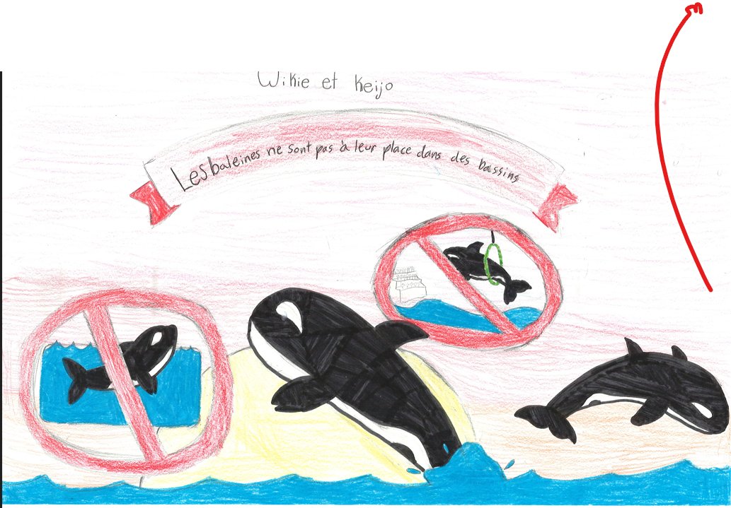 bayviewglenps1's tweet image. Our junior students have created media posters to support Wikie &amp;amp; Keijo, two orcas in France, to hopefully be retired to the Whale Sanctuary in Nova Scotia.  Read their heartfelt messages. @onevoiceanimal @Whale_Sanctuary @ZoocheckCanada @AnimalJustice