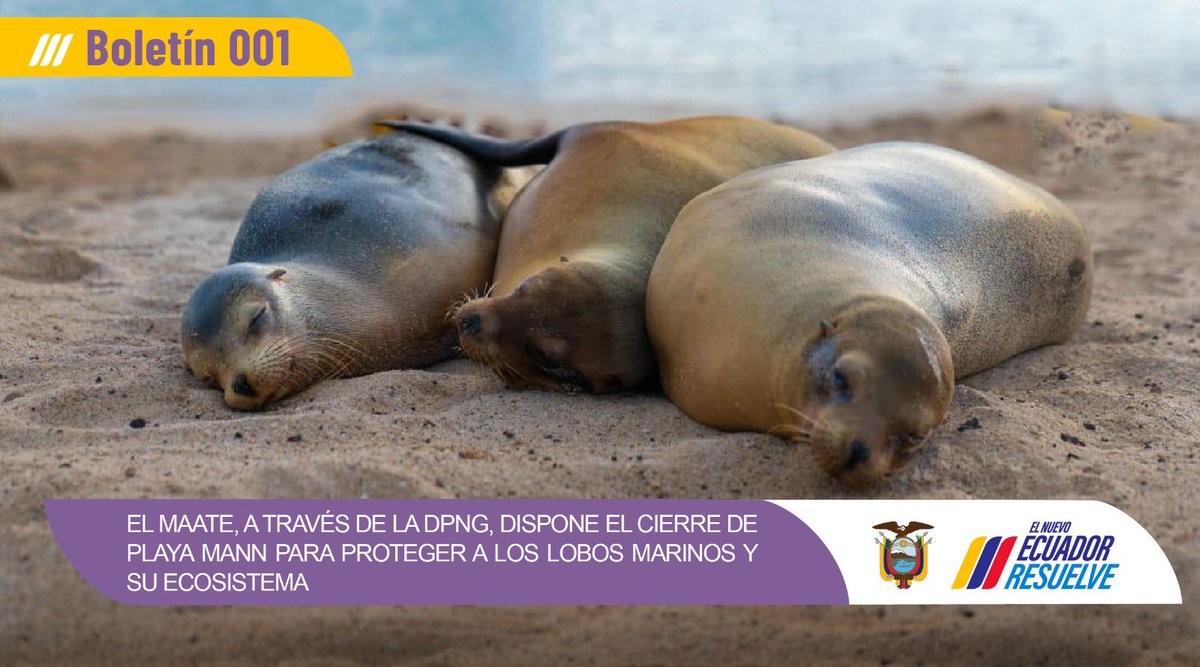 📌📰 | BOLETÍN DE PRENSA: “El MAATE, a través de la DPNG, dispone el cierre de Playa Mann para proteger a los lobos marinos y su ecosistema”.
Conoce más en siguiente enlace: ⤵️
ambiente.gob.ec/el-maate-a-tra…