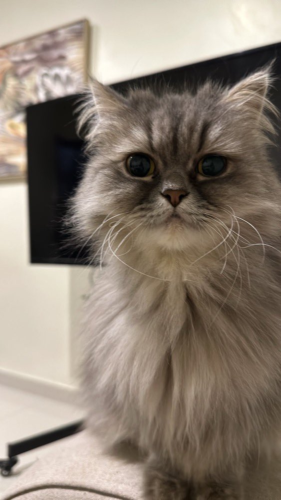 k74leo's tweet photo. #قط_مفقود #قطه_مفقوده #قط_ضايع #قط_مفقود_الرياض #قطط_الرياض #riyadhcats #الرياض #الرياض_الان #الرياض_اليوم
من الخاص:
السلام عليكم أخوي أنا قطوتي ضايعه
اسمها ايفا تعرف اسمها
الرياض بحي المونسيه شارع ٦٢ اي احد يلقاها له مكافأة ماليه
رقم التواصل : 0538286299 https://t.co/a5nQ4YGvhj