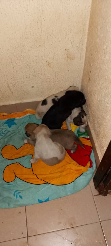 Roman Camacho tweet media