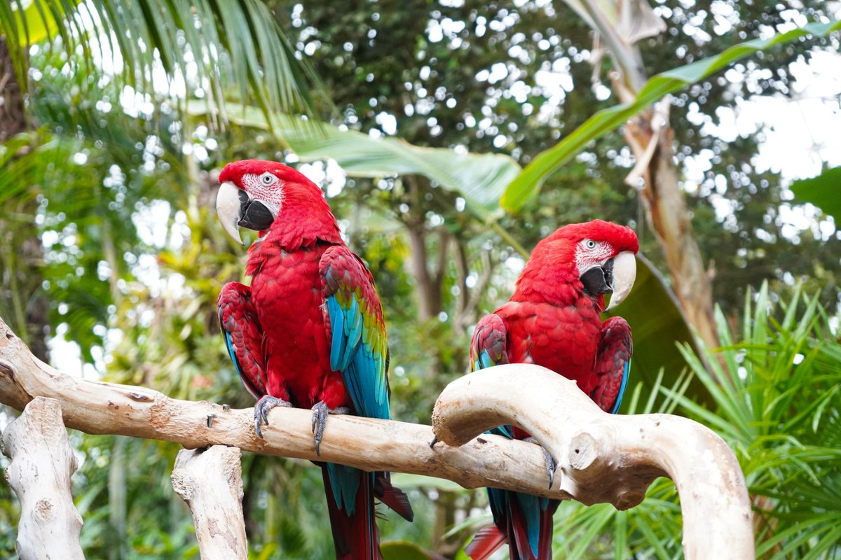 We’re back, Birdy! 🌴Bloedel Conservatory is officially open. Rediscover Vancouver’s tropical paradise with upgraded accessible pathways and the same lush atmosphere. Bring the family and explore today! 🌿 Open daily, 10 am–4 pm. 🎟️