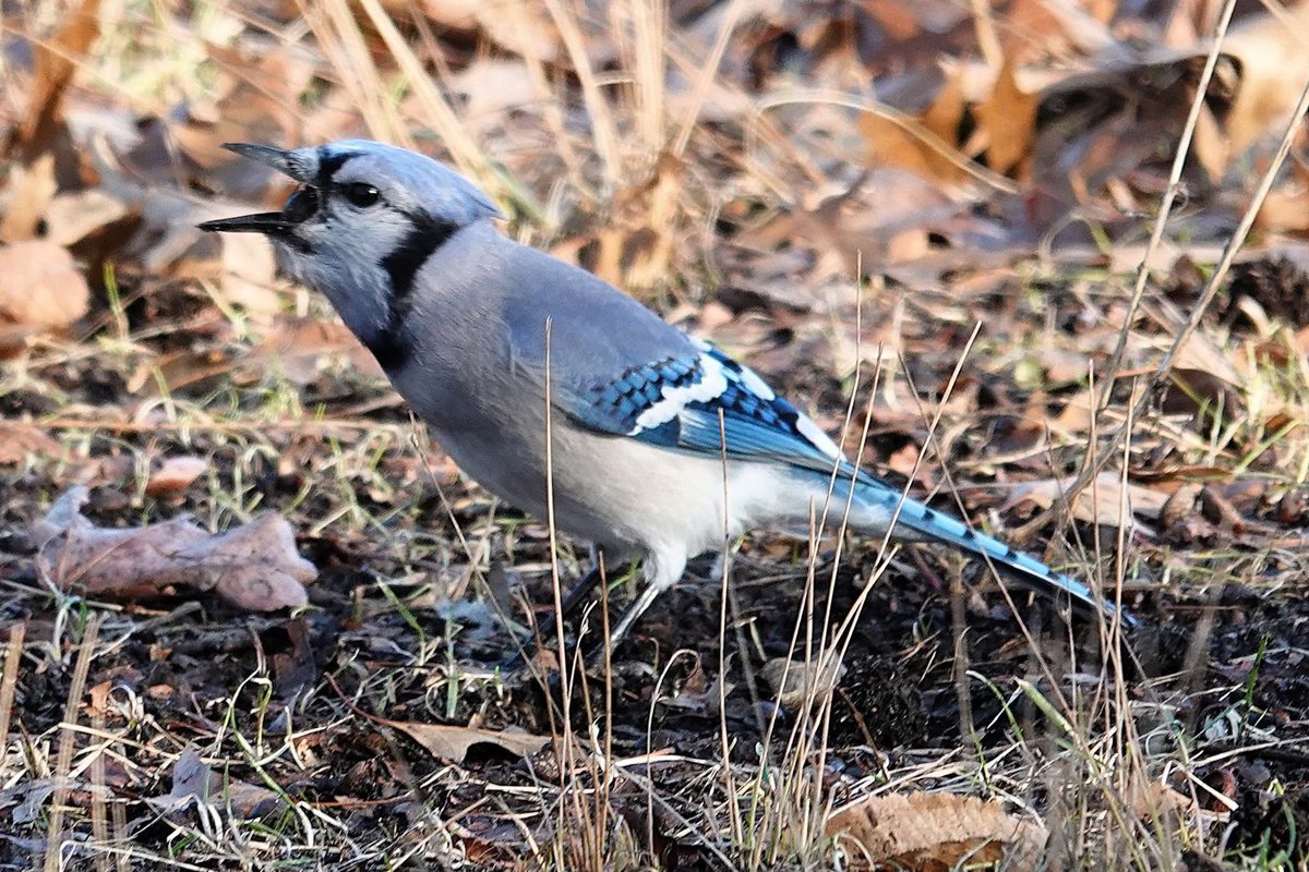 PC (@paminnyc) on Twitter photo Positive photo day 1755: Caught in the act! This Blue Jay is not squawking (as it often is, especially around hawks), but swallowing a berry. If you look closely you can see the berry in its mouth. #birdphotography #Bronx #NYC <a href="/vcpalliance/">Van Cortlandt Park Alliance</a> <a href="/BirdBronx/">Bronx Bird Alert</a> Positive photo day 1755: Caught in the act! This Blue Jay is not squawking (as it often is, especially around hawks), but swallowing a berry. If you look closely you can see the berry in its mouth. #birdphotography #Bronx #NYC <a href="/vcpalliance/">Van Cortlandt Park Alliance</a> <a href="/BirdBronx/">Bronx Bird Alert</a>