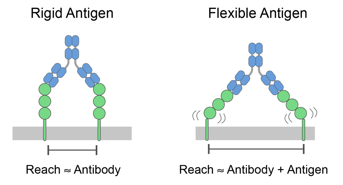 Omer Dushek (@dushek) on Twitter photo Our work by Anna Huhn <a href="/annagesine/">Anna Huhn</a> is now published <a href="/NatureComms/">Nature Communications</a> !
nature.com/articles/s4146…
We show that the antigen contributes to the overall reach of the antibody, and that this molecular reach determines antibody function.
Thank you to the reviewers for constructive feedback! Our work by Anna Huhn <a href="/annagesine/">Anna Huhn</a> is now published <a href="/NatureComms/">Nature Communications</a> !
nature.com/articles/s4146…
We show that the antigen contributes to the overall reach of the antibody, and that this molecular reach determines antibody function.
Thank you to the reviewers for constructive feedback!