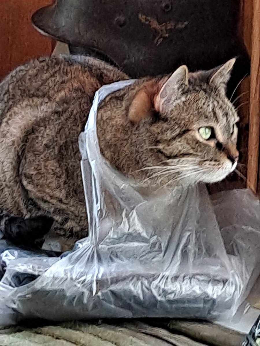 FYI don't let the cat fil the UPS orders...