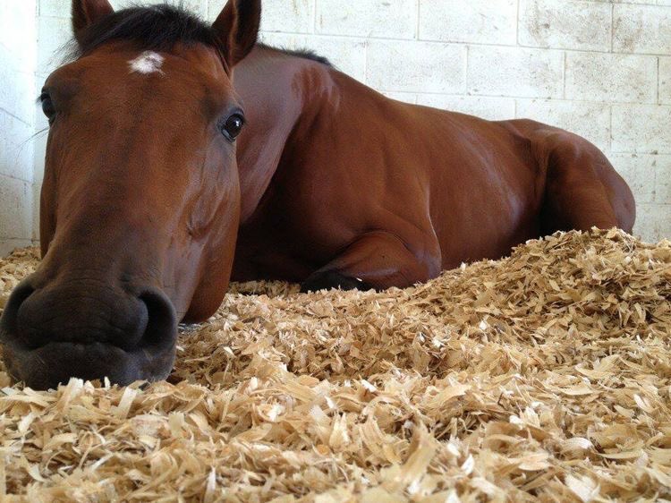 horse lying down on stall floor looking slightly dejected bad day hard times