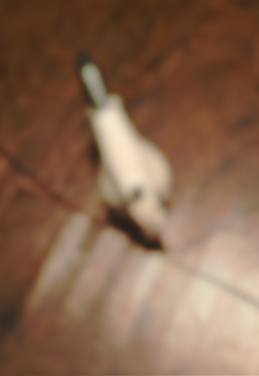 I'm cleaning out my PC and the hi-velocity air blower is in my peripheral vision and blurry...

I thought it was the cat for a sec.