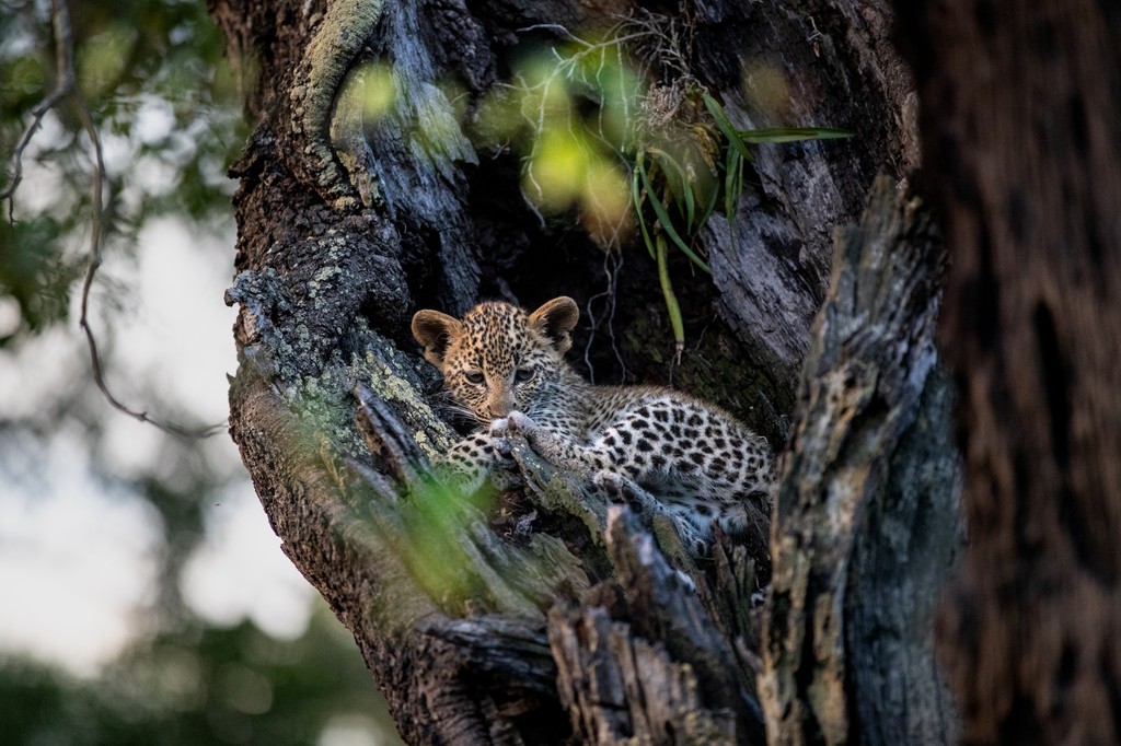 londolozi's tweet photo. How will you nourish your wild self this year? Head to the Londolozi blog to join us on a journey of quiet, intentional renewal throughout January. 🌳 https://t.co/6laN0GAbKD
#AfricanNewBeginning #WisdomOfTrees #londolozi #africa #southafrica #safari #luxurysafari #safarilodge https://t.co/CeNdoDHsVT