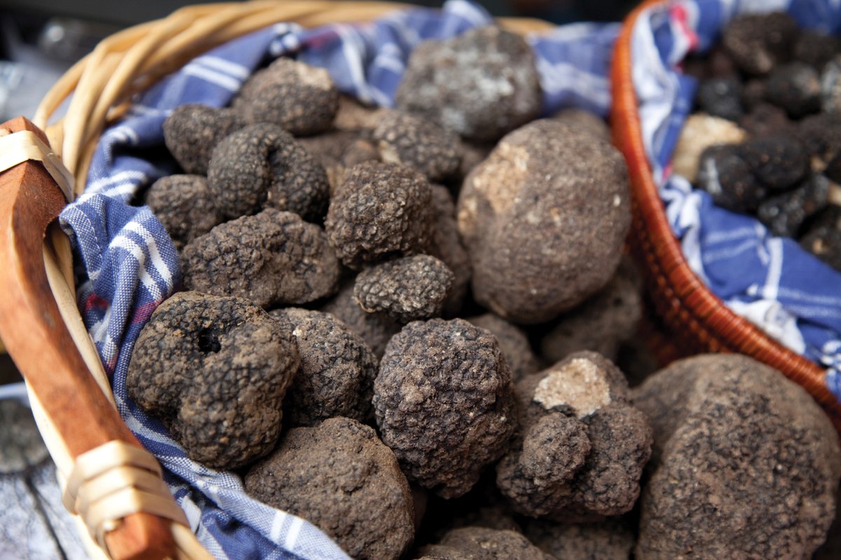 Learning how to grow truffles isn’t as difficult as you might think, but it sure does take a lot of patience — and a good dog.

grit.com/farm-and-garde…