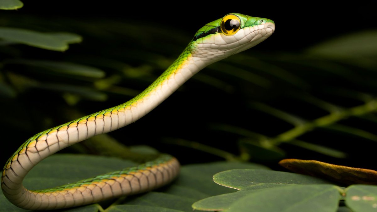Want to make a real impact this year? Join our incredible Ecotour to Panama and Costa Rica!

Not only will you experience breathtaking rainforests and encounter amazing wildlife, but you'll directly support our vital conservation work.

Learn more here: 
savethesnakes.org/travel