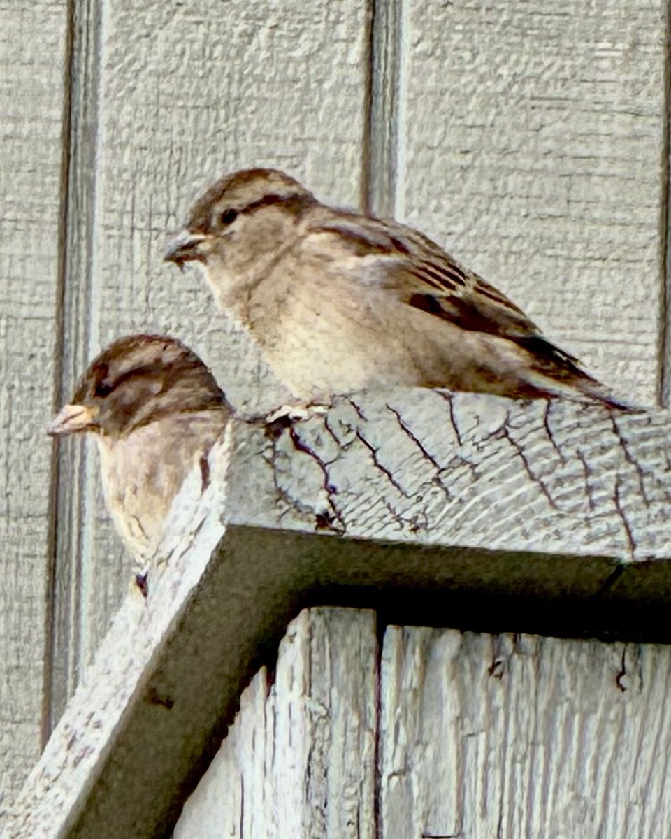 ShashiS89118637's tweet photo. @DailyPicTheme2 Happy Saturday morning 📸
#Fromyourwindow #DailyPictureTheme https://t.co/YdSqDqWYZF