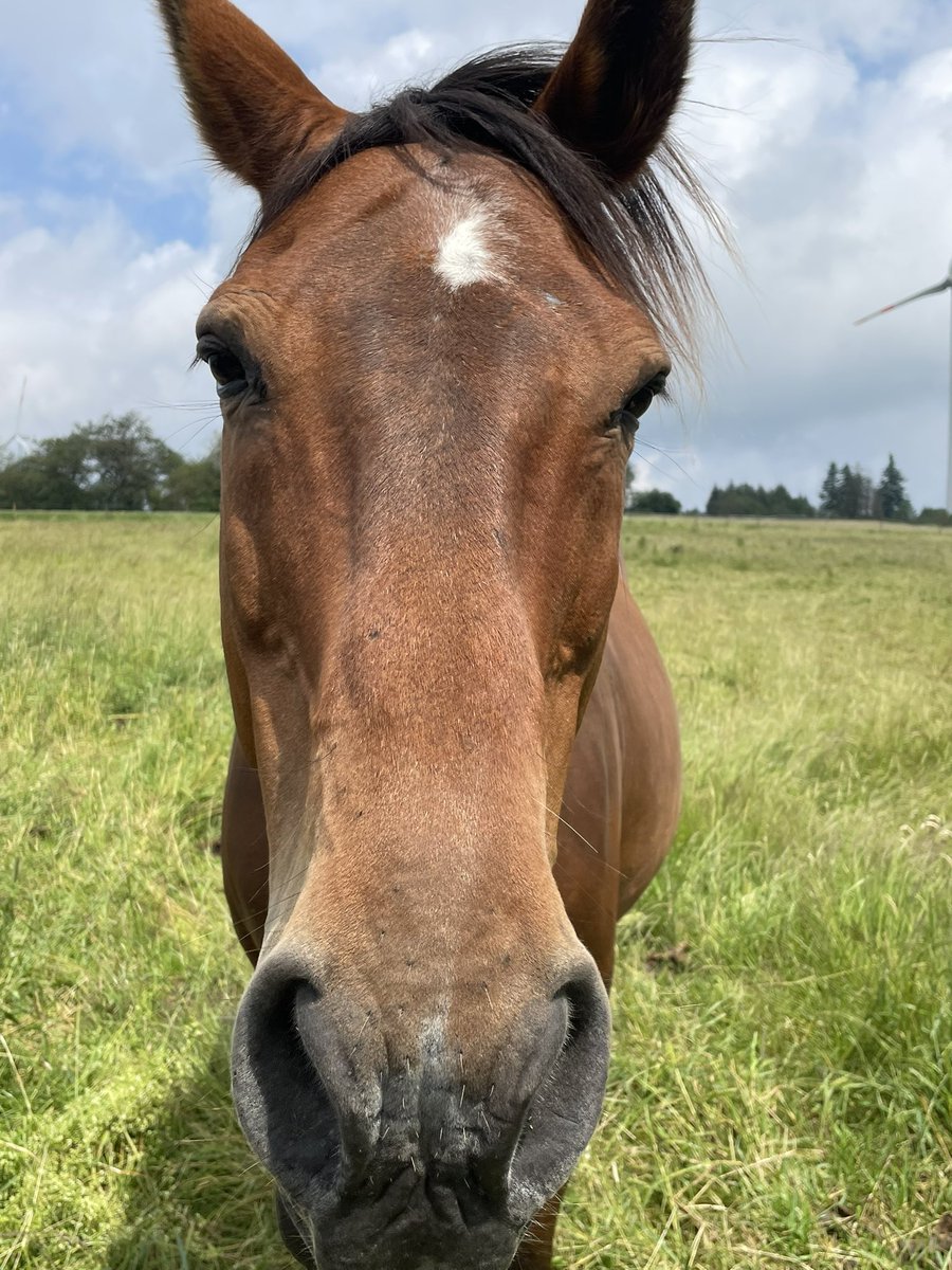 Irgendwfrieden's tweet image. Man soll ja was schönes posten 🥳

#Pferd 👇🤭