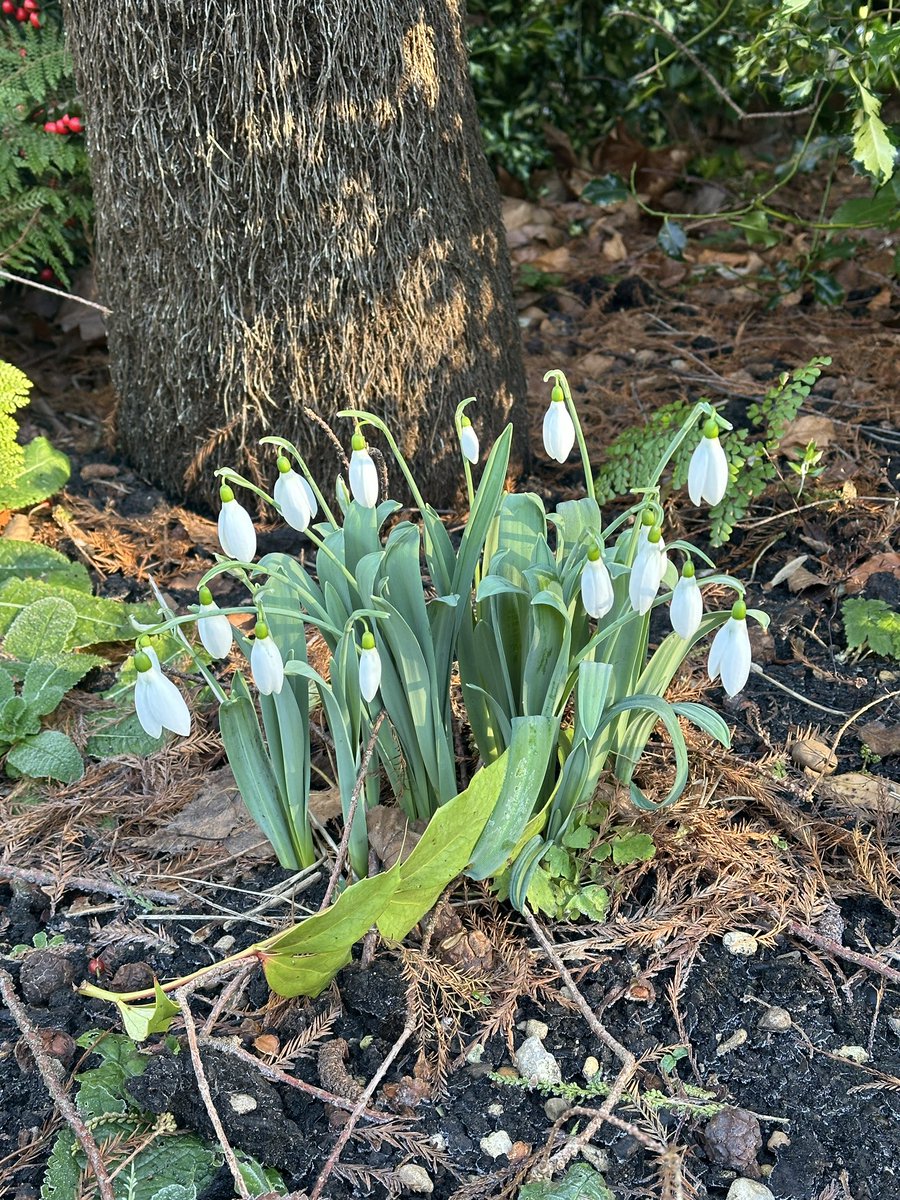 FedosovaAna's tweet photo. Worcester has opened up again after the break and it’s as beautiful as ever. Seeing snowdrops in January feels like a Christmas miracle to me, at home they only bloom in April. 

@WorcCollegeOx https://t.co/GLYZIB7CLf