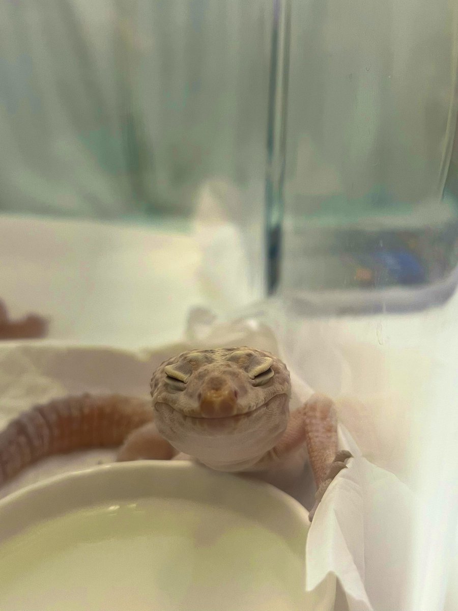 ニッコリスマイル☺️
いい顔してる🦎
#レオパ
#マンダリン
#レオパマンダリン
#爬虫類
#かわいい