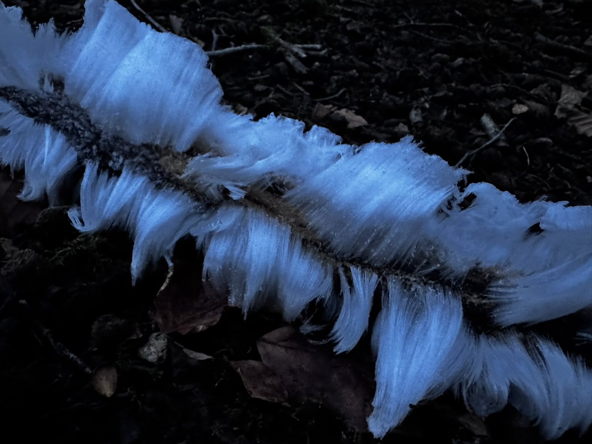 quantockenviro's tweet image. Hair Ice is a rare phenomenon, but the conditions on Lydeard Hill last night were perfect for its formation. #Quantocks