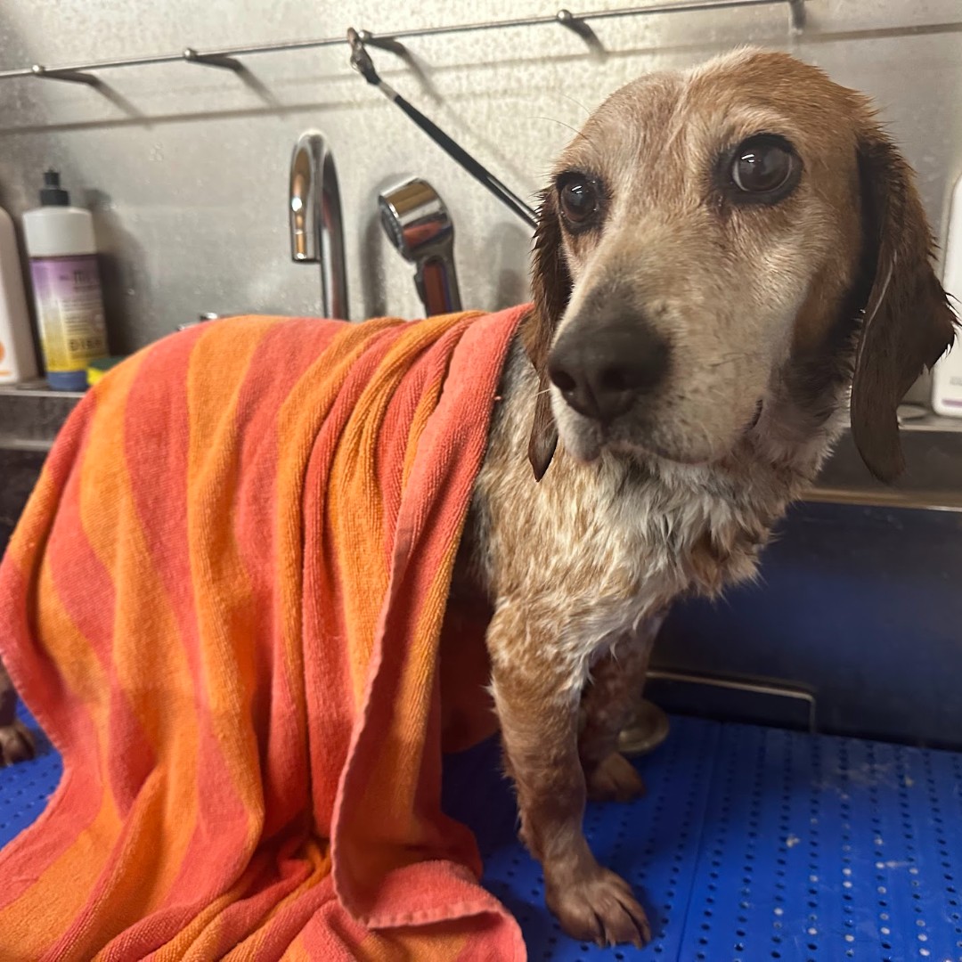 Carol was SUCH a good girl for her spa treatment at #FreedomFields before she headed to her new foster home!

We are so proud of you, Carol, and we miss you already ❤️

👉 Apply to adopt Carol: bfp.org/adopt/ 

#beaglefreedom #bfp