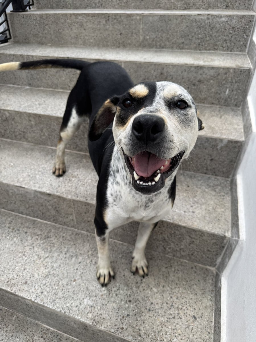 casadoviralata's tweet photo. Bruma tinha data para ser doada e a família desistiu na semana da adoção, ela seria a primeira adoção do ano rs agora ela busca uma nova chance. Já vou avisando: é uma cachorra espetacular, se dá com gatos, cães, ama pessoas, crianças, aquela pitlata safada de linda
Rt pra ajudar https://t.co/7DLJkGfSiX