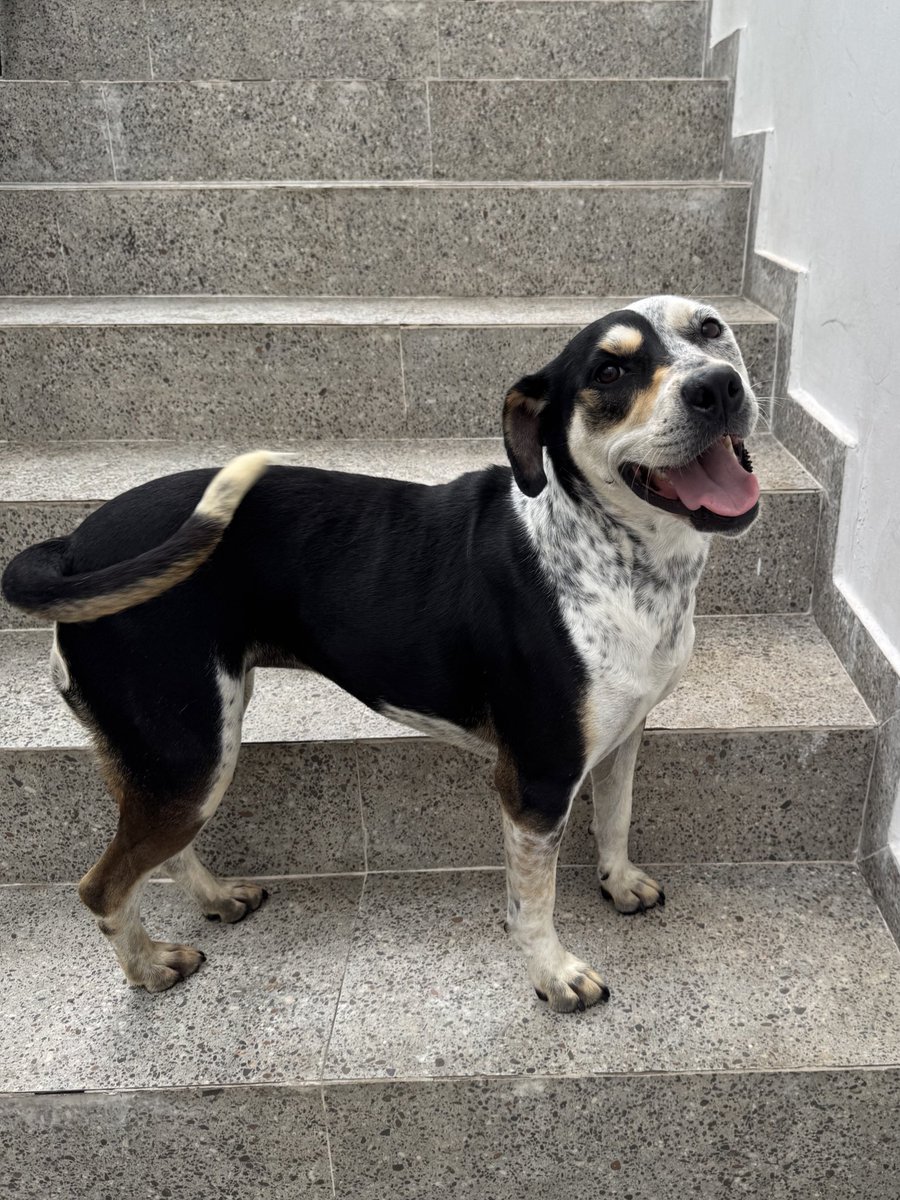 casadoviralata's tweet photo. Bruma tinha data para ser doada e a família desistiu na semana da adoção, ela seria a primeira adoção do ano rs agora ela busca uma nova chance. Já vou avisando: é uma cachorra espetacular, se dá com gatos, cães, ama pessoas, crianças, aquela pitlata safada de linda
Rt pra ajudar https://t.co/7DLJkGfSiX