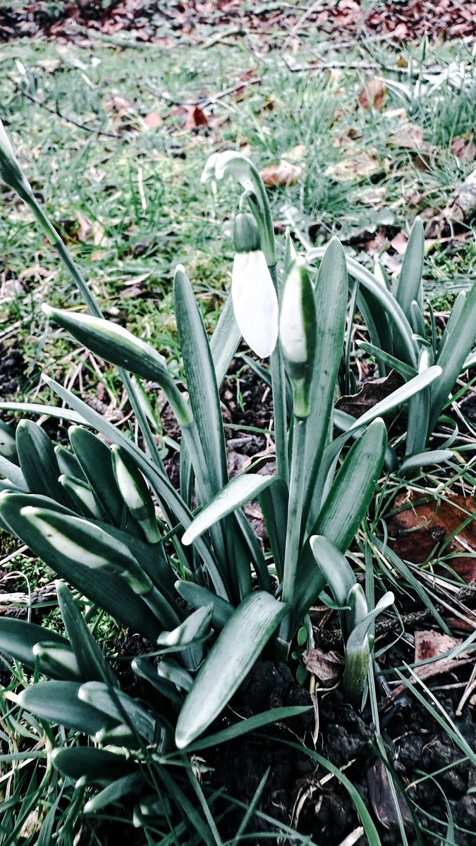 timbuckke's tweet photo. #spring #firstsigns https://t.co/A1ZAgMge5L