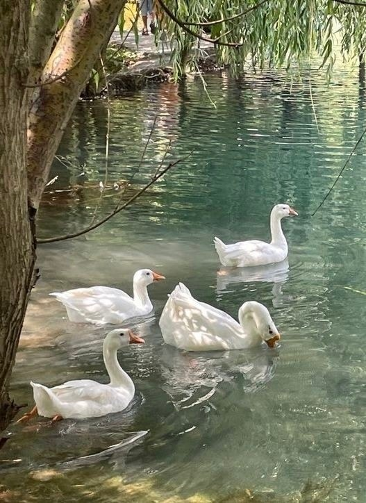 artindetails's tweet photo. serentiy in nature https://t.co/jqXby1UfW4