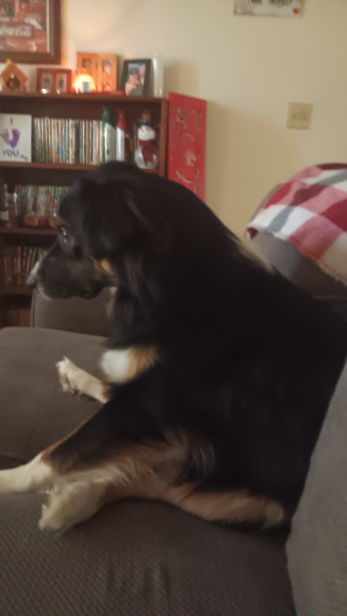 IIINasty90III's tweet photo. Happy Sunny☀️Saturday Everyone from Goofy🐕🦺Boomer and I!!!
#saturday #goodvibes #funny #goofy #GoofyPets #mentalhealth https://t.co/jIKk61vGV7