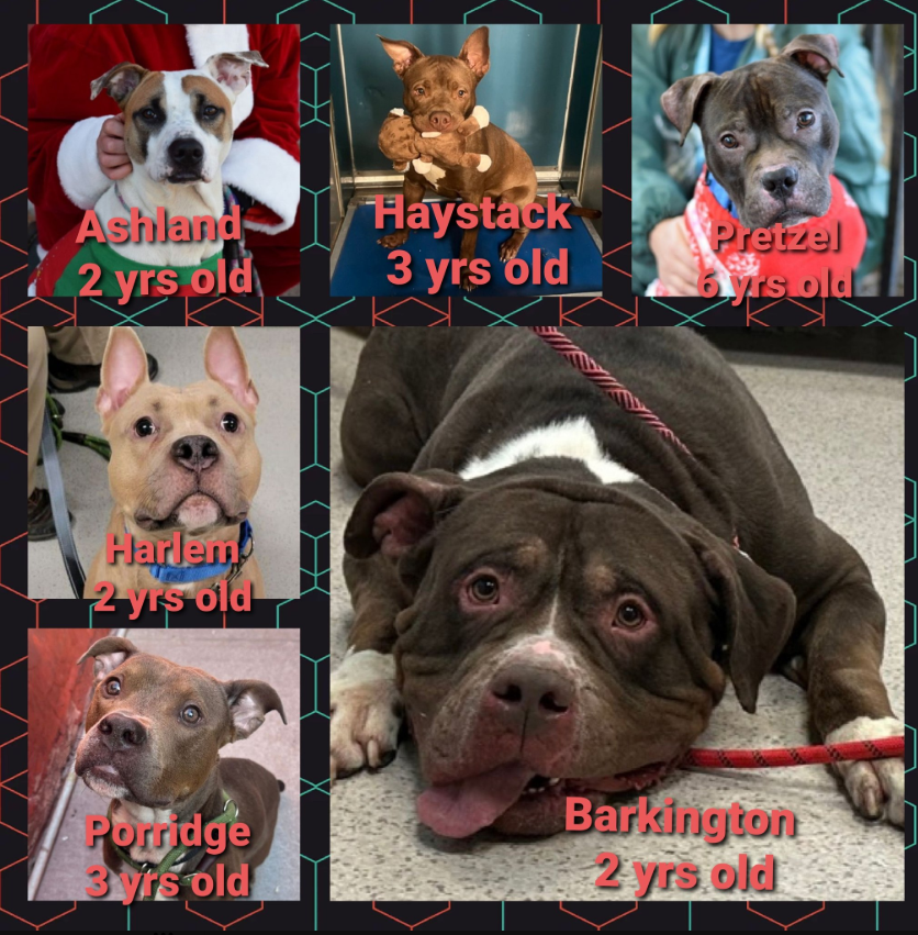 #2025 starts where #2024 ended 
We need #Fosters 
#Pledges4Rescues 

8 of the dogs w/ Kill Commands are 2yrs &amp; under 
#Returned for their Owner's Crimes 
Laziness, not enough time, too active or homelessness 

Scared, insecure, excitable &amp; hopeful
All deserving of a second chance