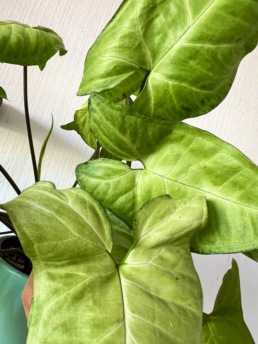 loaizing's tweet image. 🪴💚