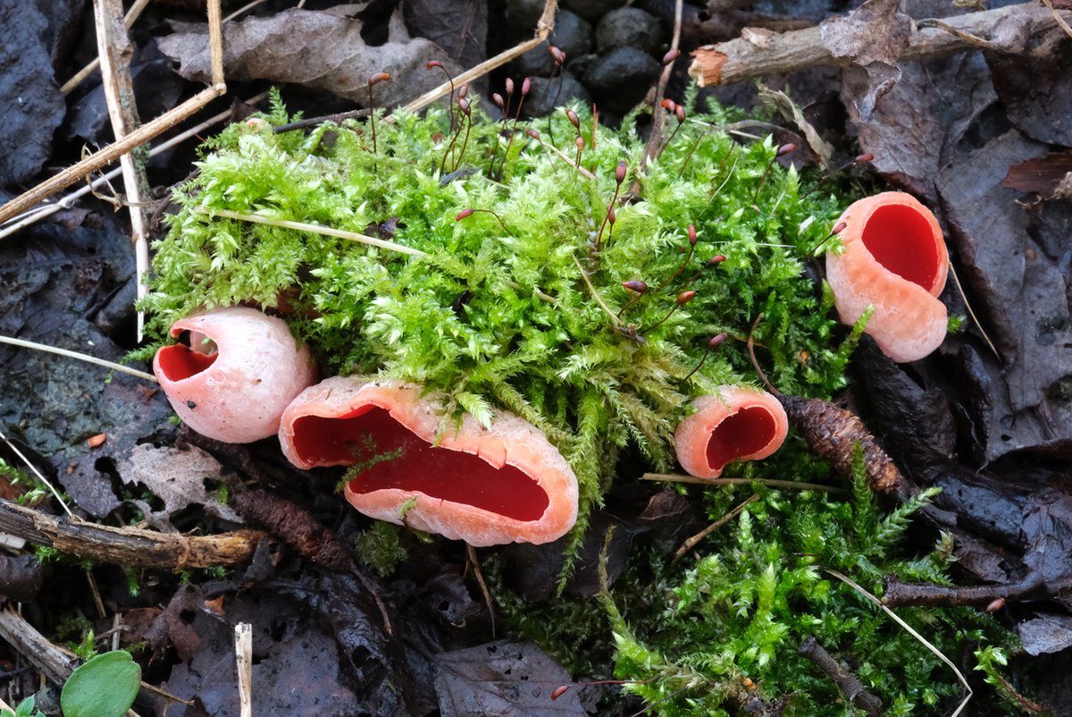Scarlet elf cups #fungi