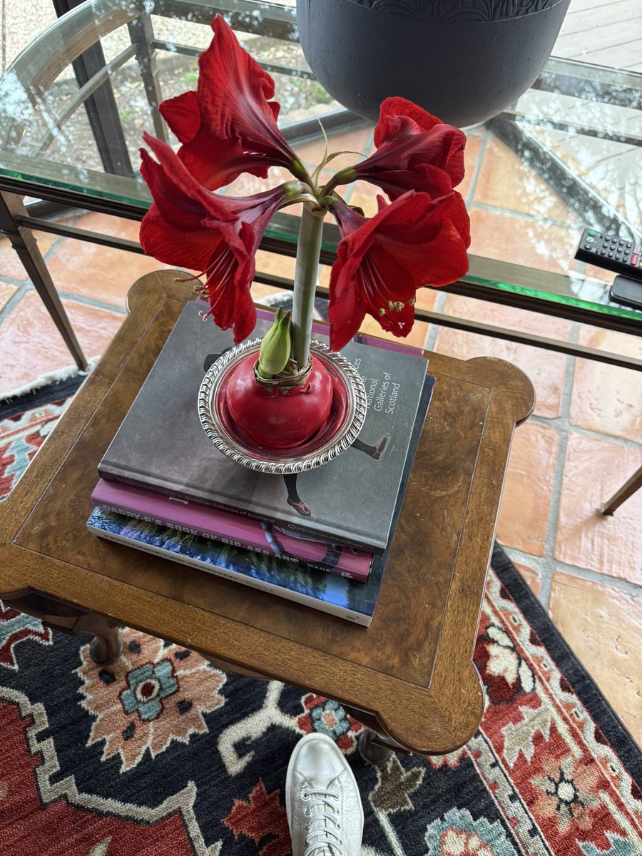 My Christmas Amaryllis ❤️