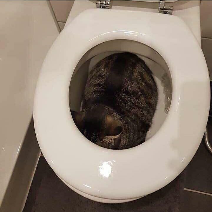 Lacoste11k's tweet photo. Moi : je vais à la pharmacie 

Neymar : Une baguette svp

Moi : avec un ou deux sucres ?

Mon chat : https://t.co/jhK01uUxAq