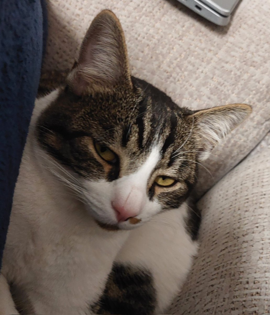 Fernando Camino tweet media