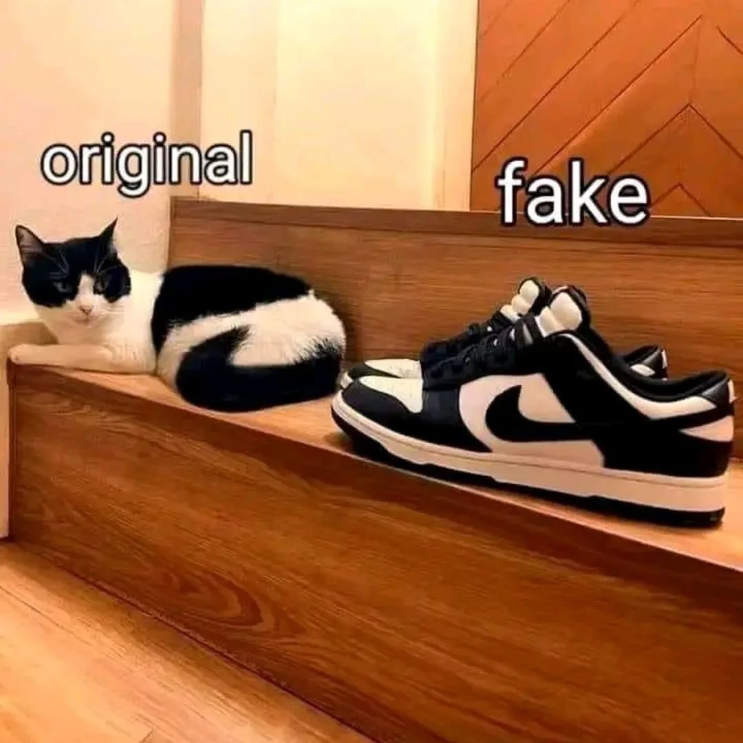 Punch Cat tweet media