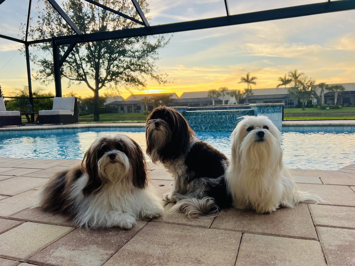 KarenKahle's tweet image. Sunset with the pups in Naples.  I can't believe I got them all to look' with a sunset in the background! 🥰🐶🐶🐶 Atticus Radley Boo
Positivity in 2025 #Blessings